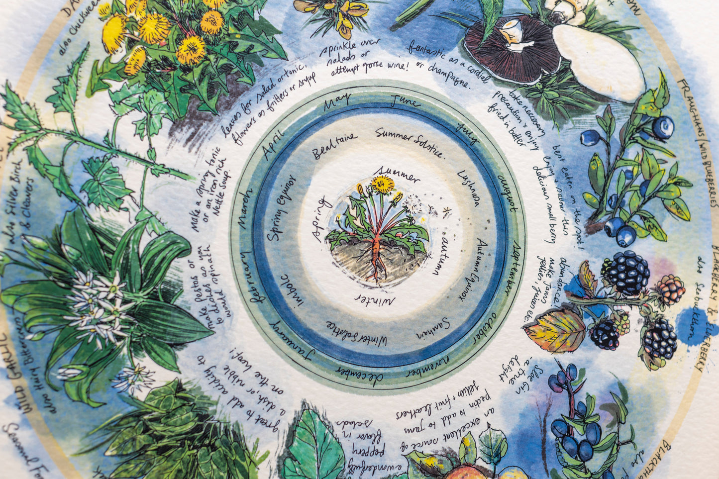 Seasonal Foraging, Hedgerow — Limited Edition Print on Paper