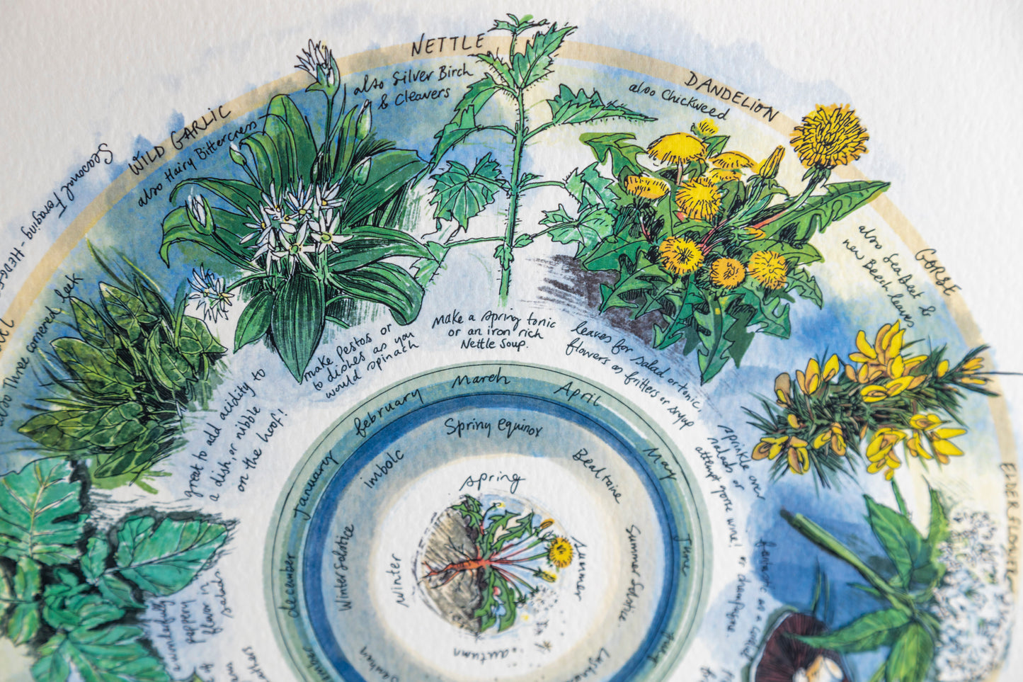 Seasonal Foraging, Hedgerow — Limited Edition Print on Paper