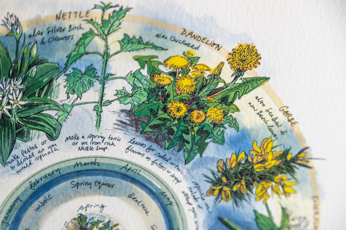 Seasonal Foraging, Hedgerow — Limited Edition Print on Paper
