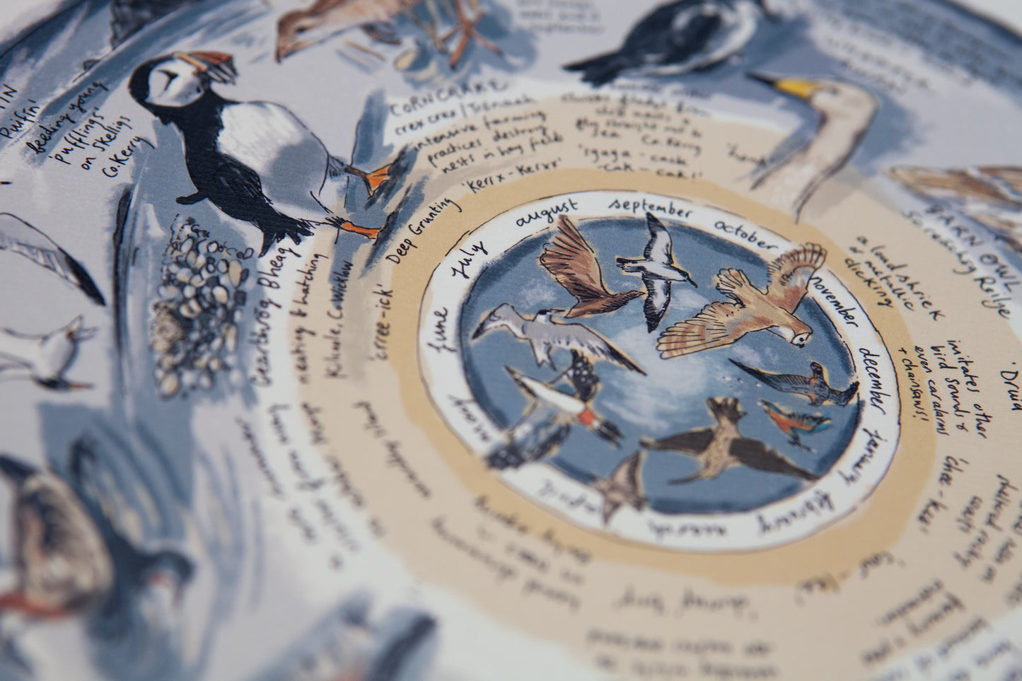 Some Rare Birds of Ireland — Limited Edition Print on Paper