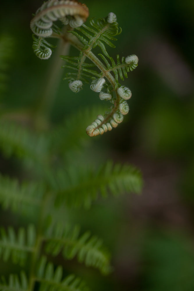 A close up shot of a fern.