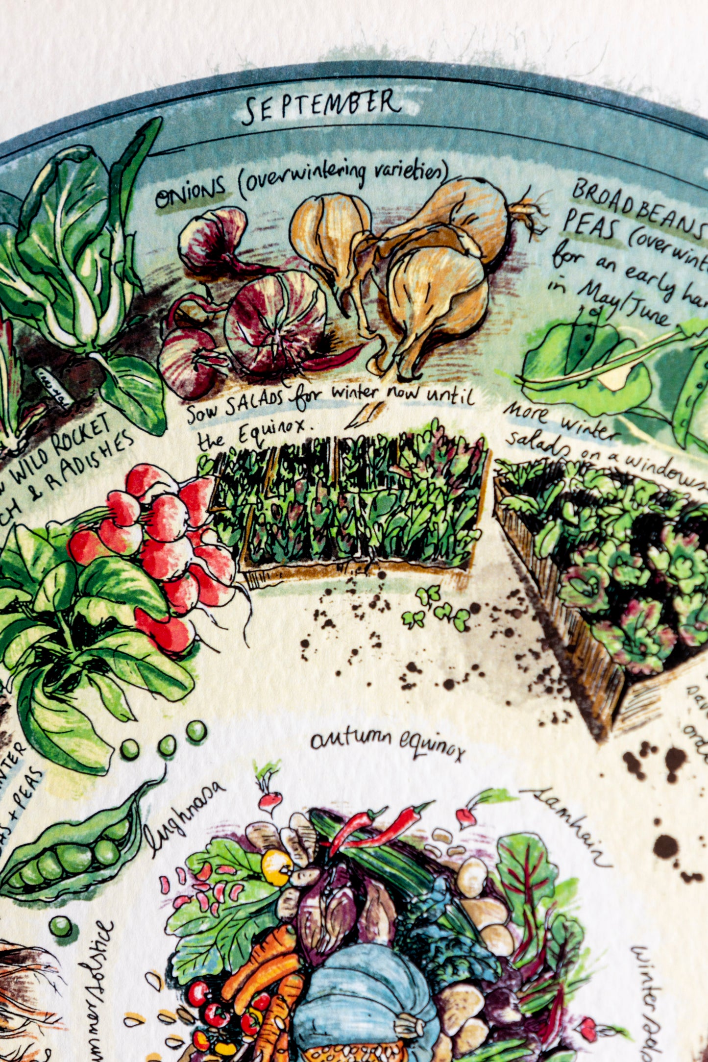 Veg Patch (What to Plant & When) — Limited Edition Print on Paper