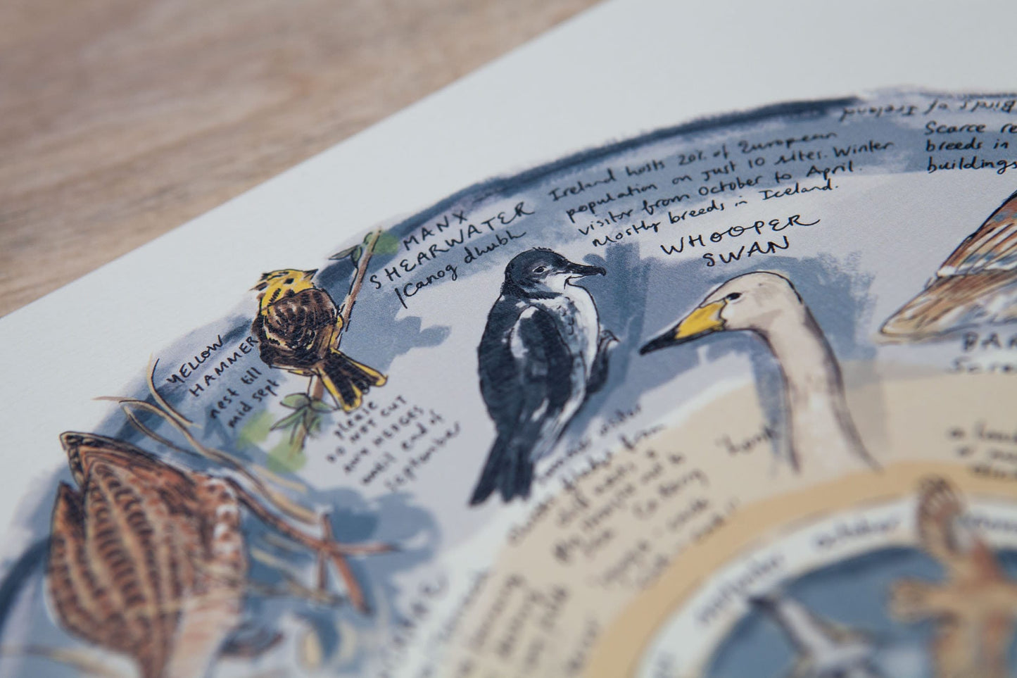 Some Rare Birds of Ireland — Limited Edition Print on Paper